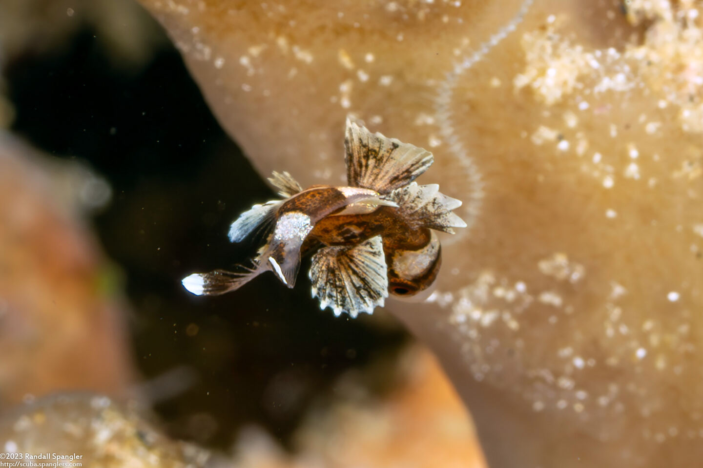Plectorhinchus chaetodonoides (Many-Spotted Sweetlips); Tiny juvenile
