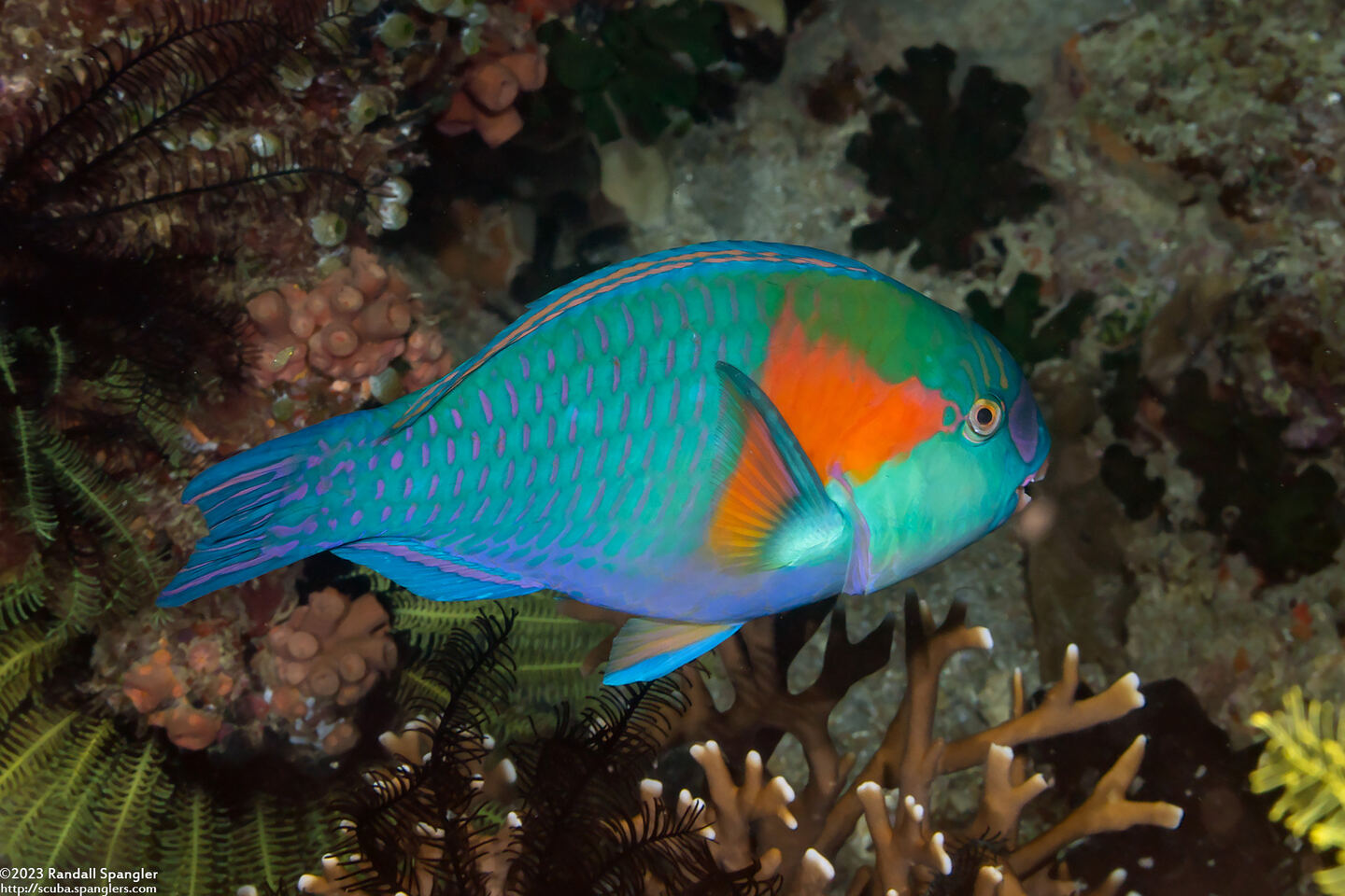 Chlorurus bowersi (Bower's Parrotfish)