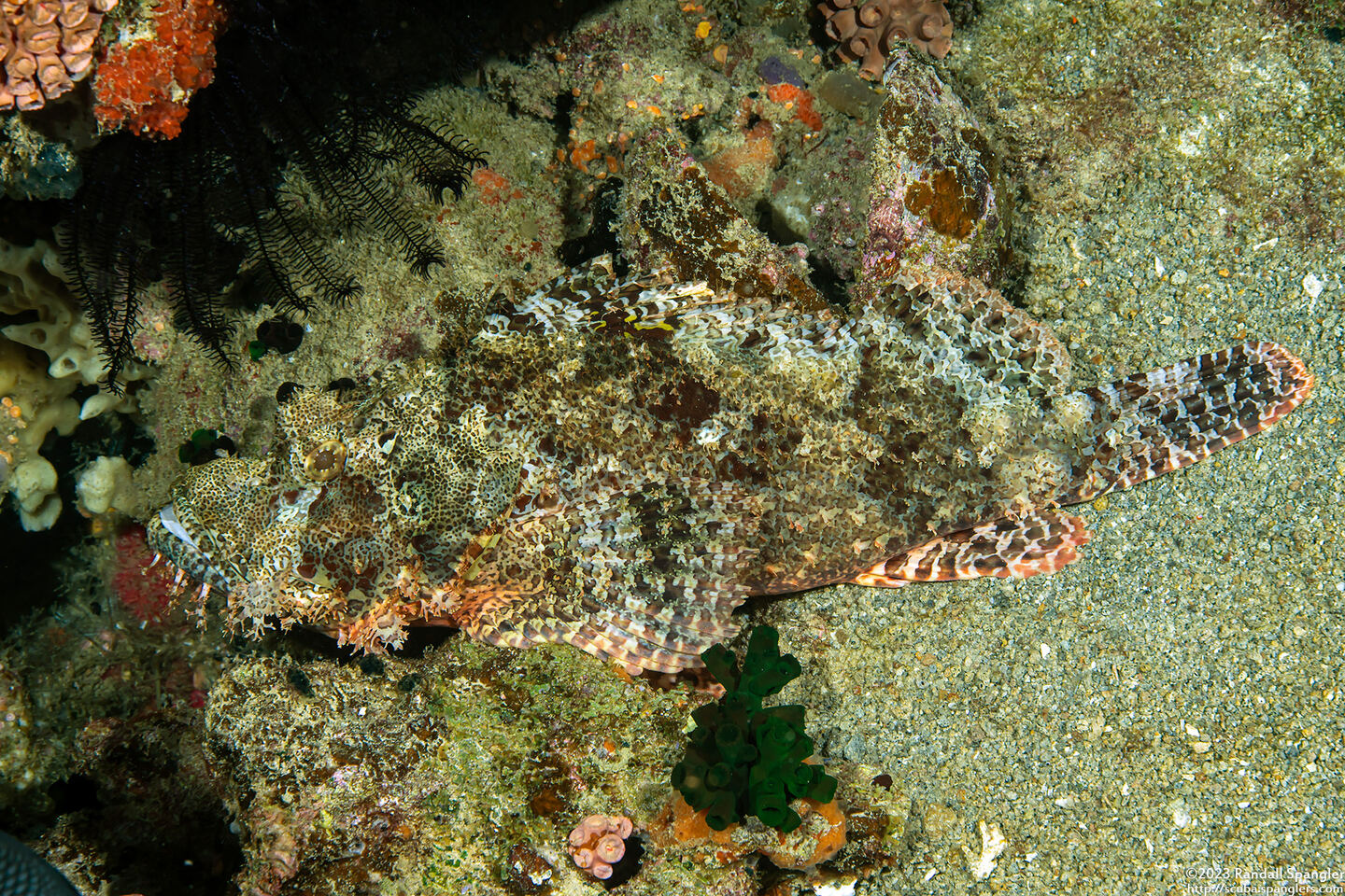 Scorpaenopsis oxycephala (Tasseled Scorpionfish)