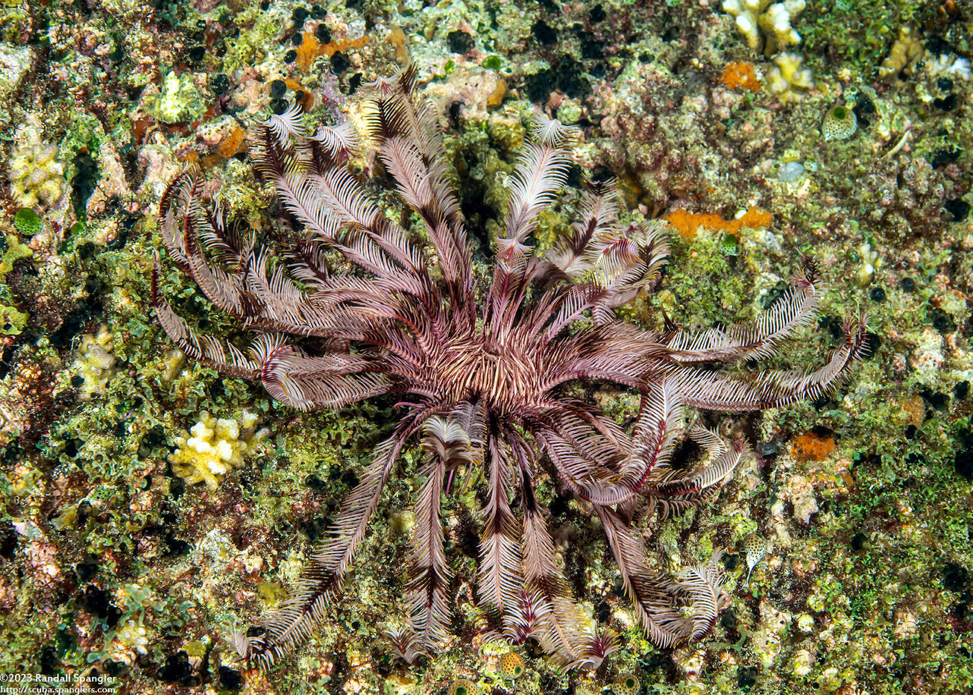 Dichrometra flagellata (Flagellate Feather Star)