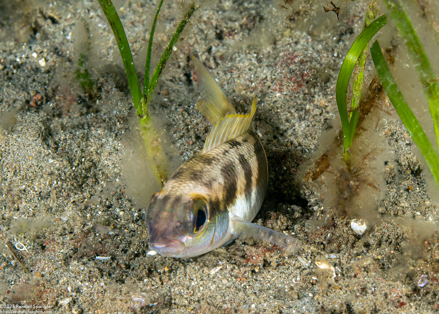Scolopsis aurata (Yellowstripe Monocle Bream)