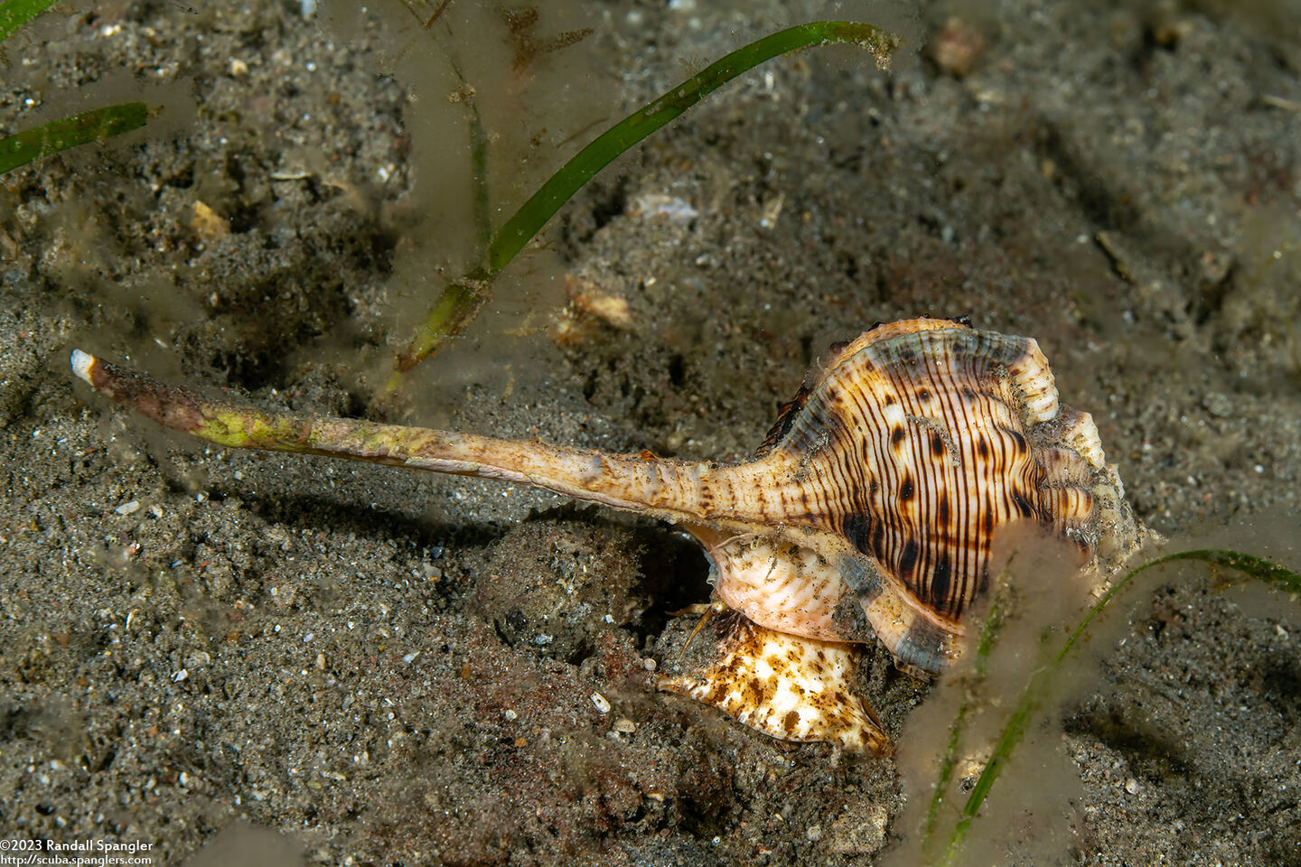 Haustellum haustellum (Snipe's Bill Murex)