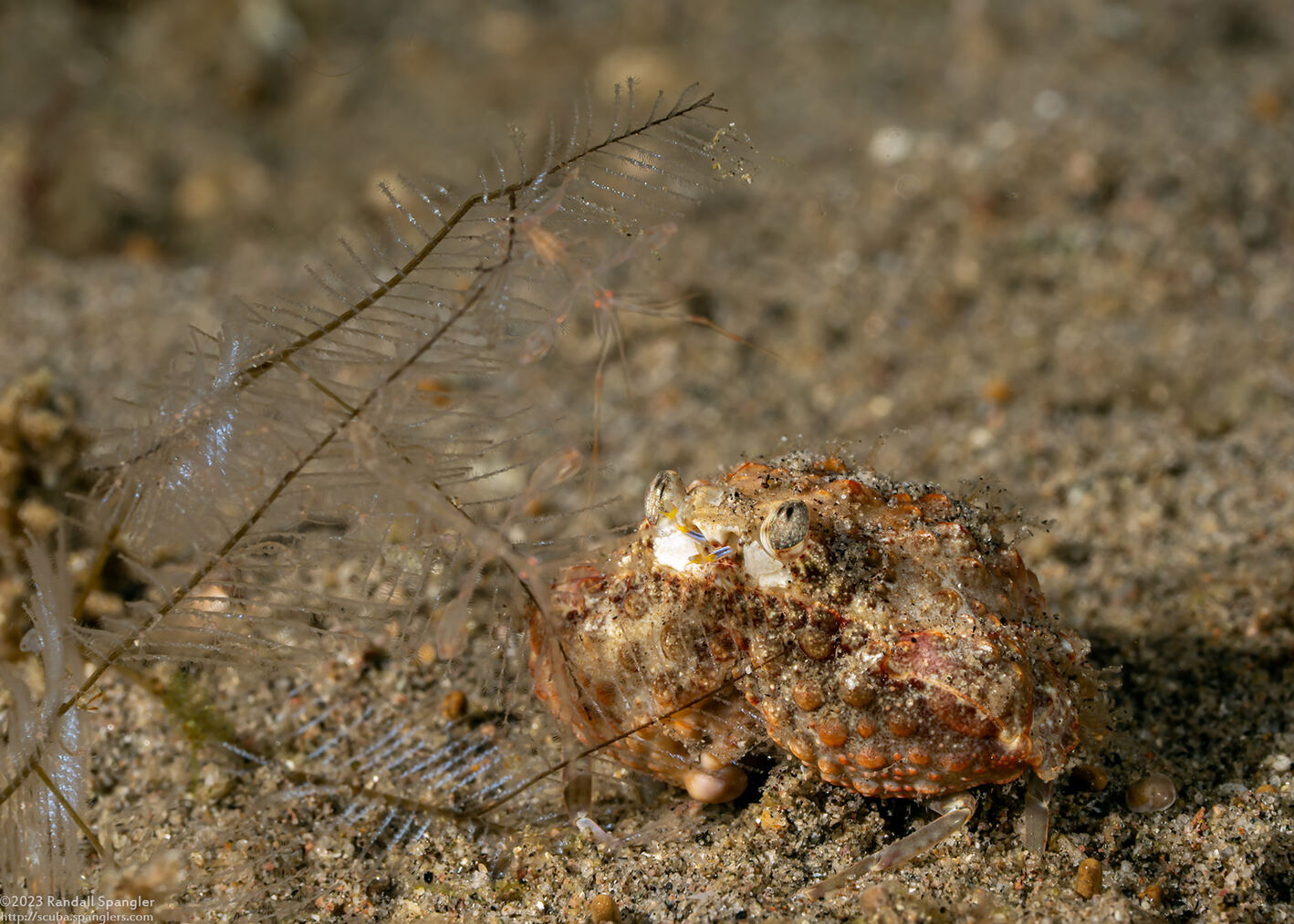 Calappa gallus (Rough Box Crab)