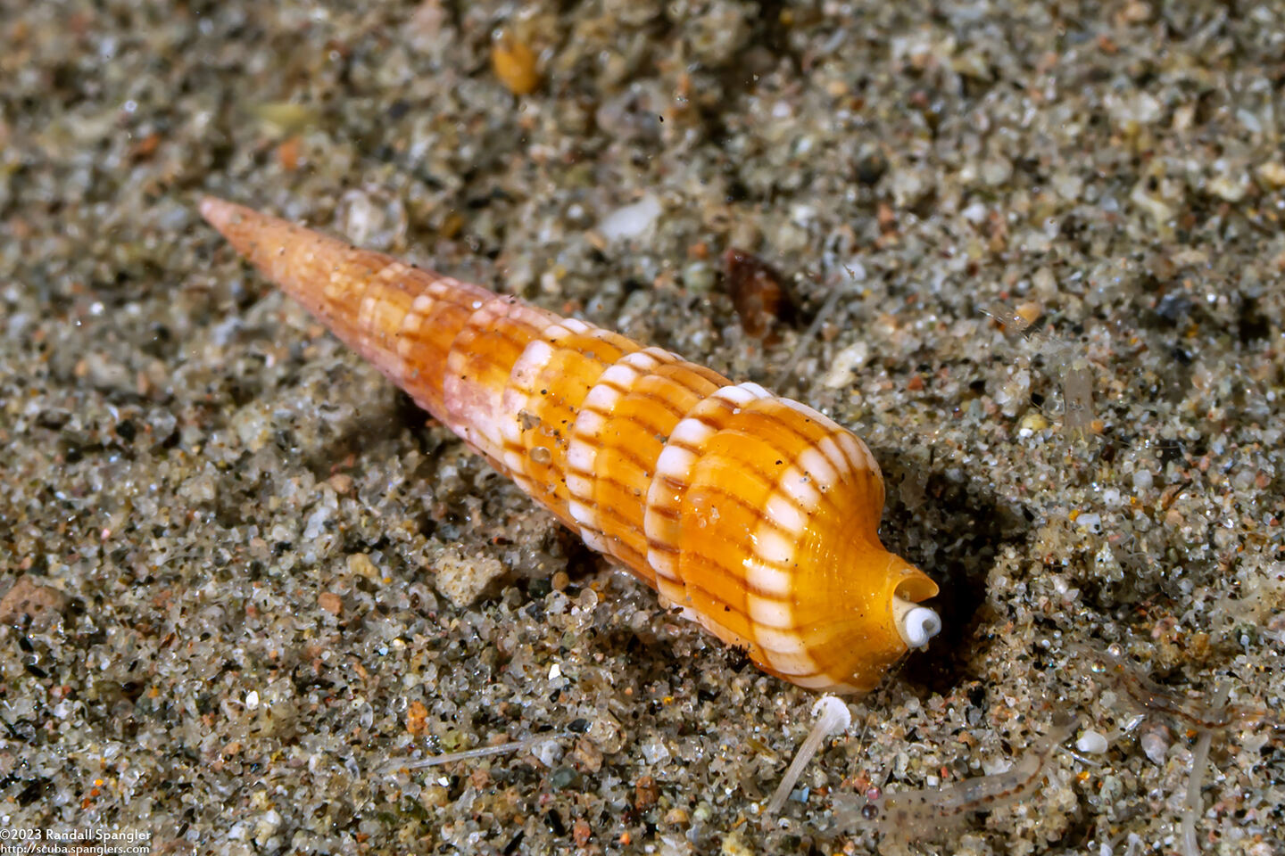 Myurellopsis paucistriata (Lightly-Striated Auger)