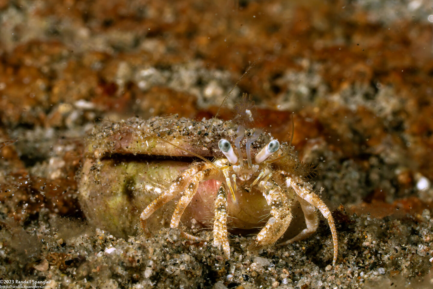 Dardanus woodmasoni (Woodmason's Hermit Crab)