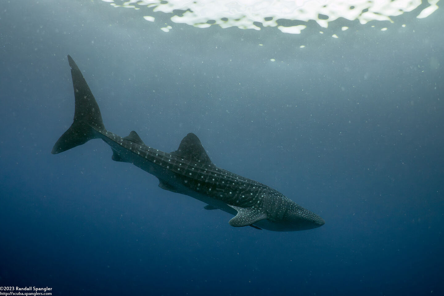 Rhincodon typus (Whale Shark)