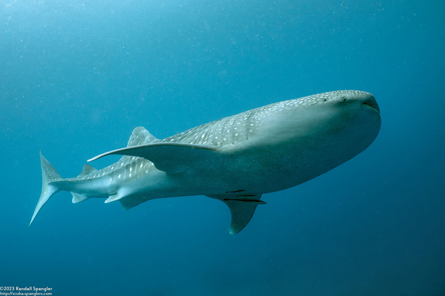 Rhincodon typus (Whale Shark)
