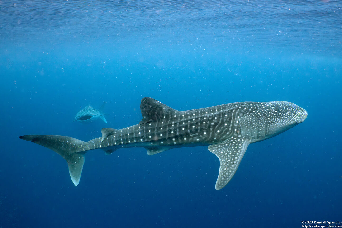 Rhincodon typus (Whale Shark)