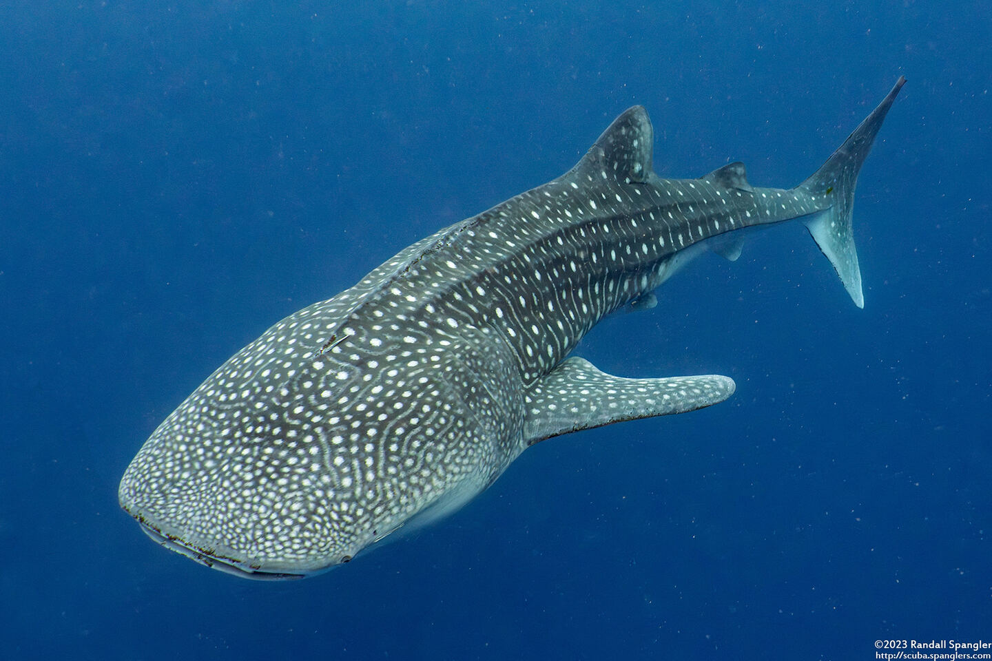 Rhincodon typus (Whale Shark)