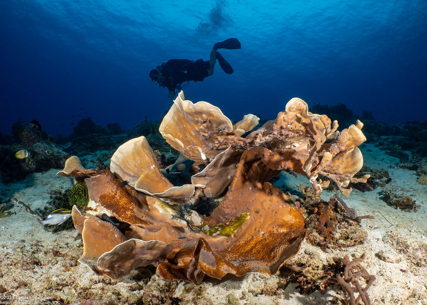 Turbinaria sp.1 (Turbinaria sp.1)