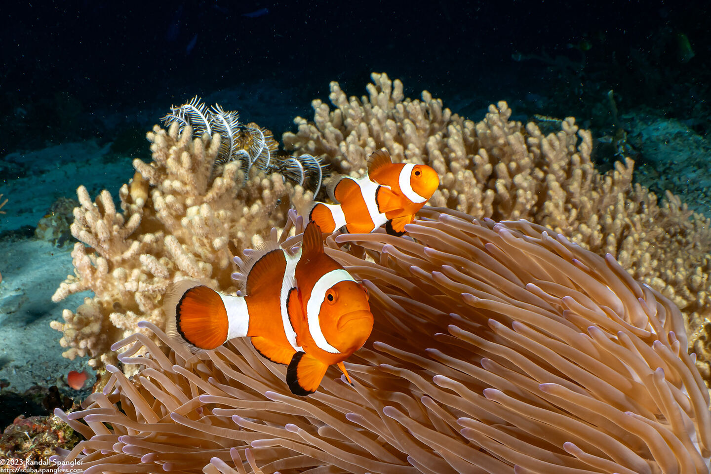 Amphiprion ocellaris (False Clown Anemonefish)