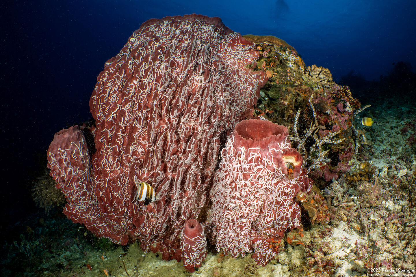 Euapta sp.2 (Euapta sp.2)