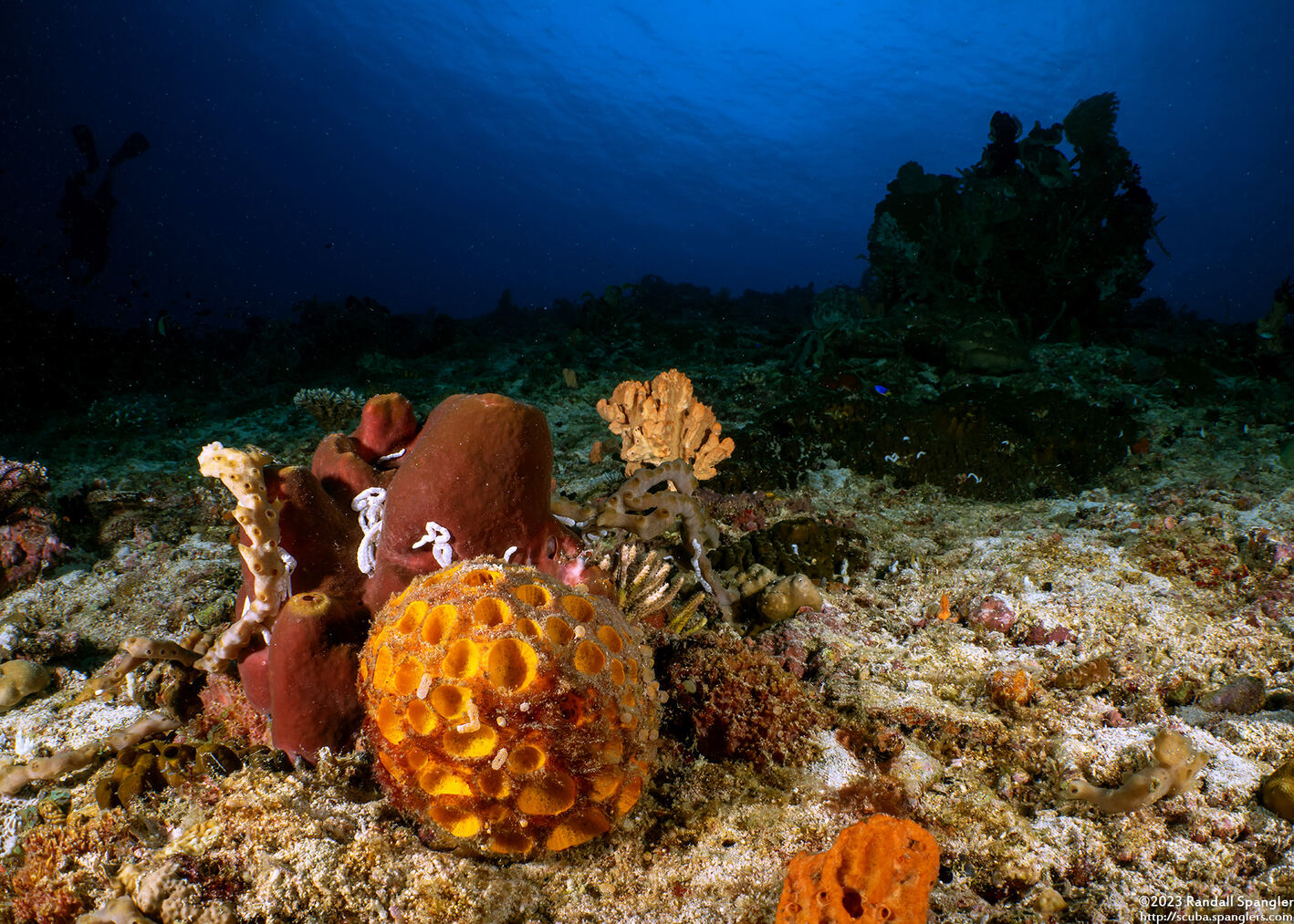 Cinachyrella australiensis (Golf Ball Sponge)