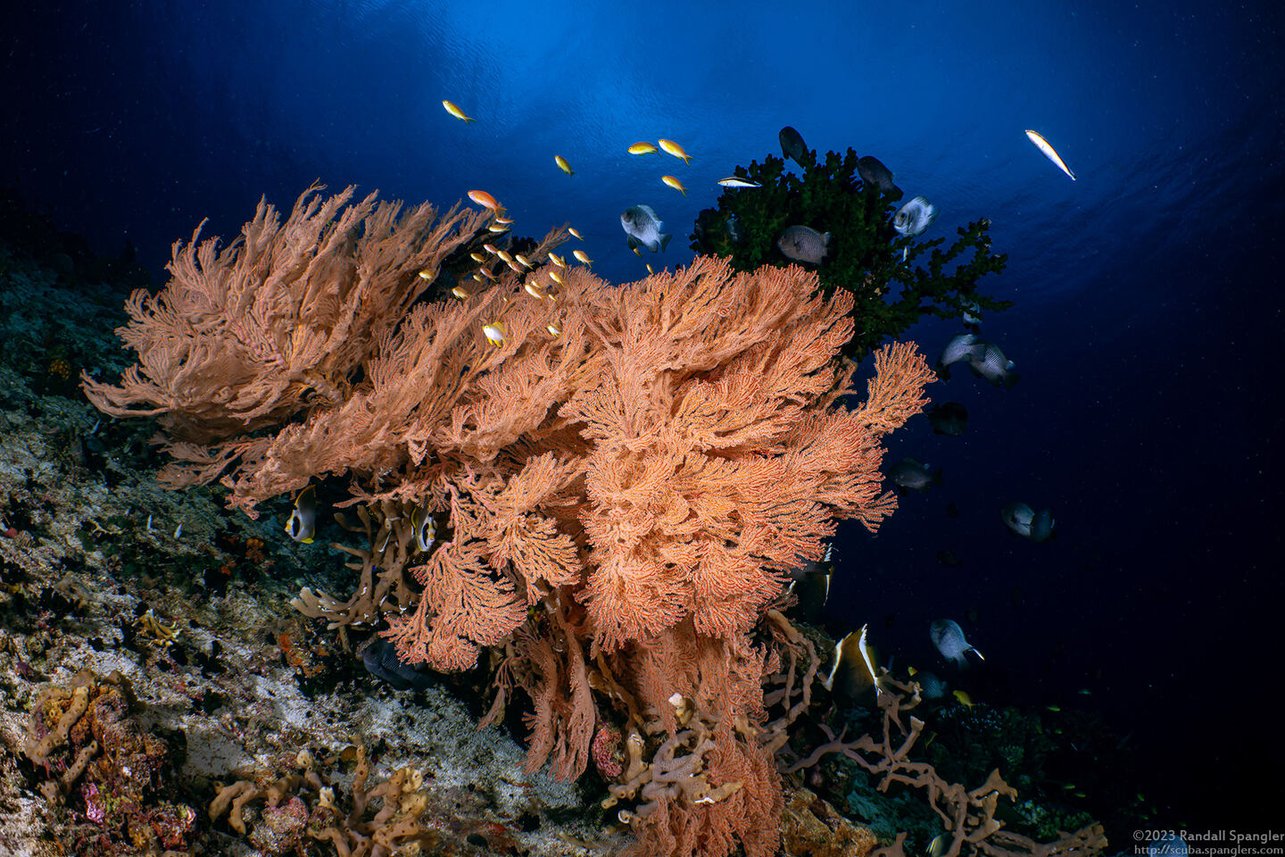 Siphonogorgia sp.1 (Siphonogorgia sp.1)