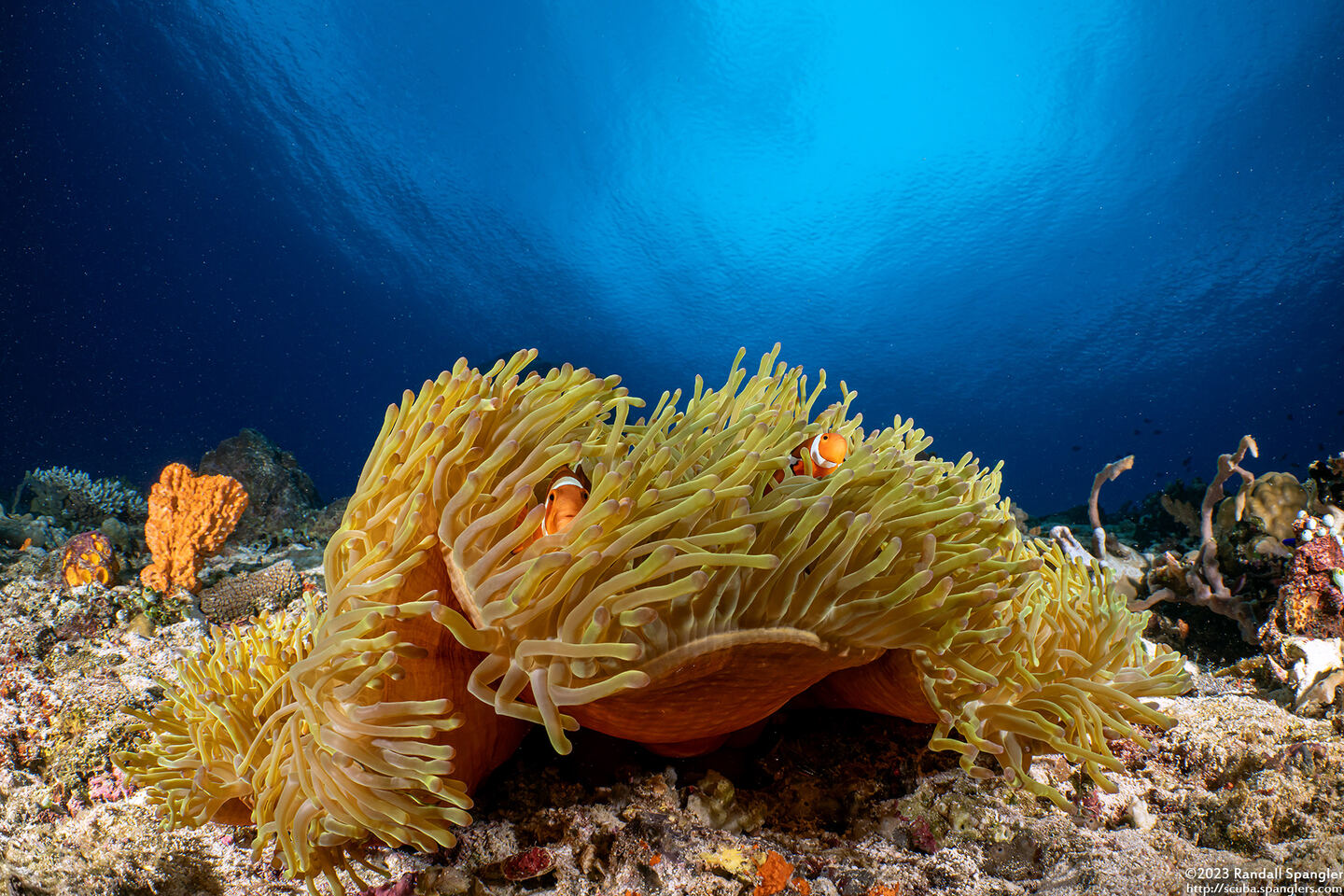 Heteractis magnifica (Magnificent Sea Anemone)