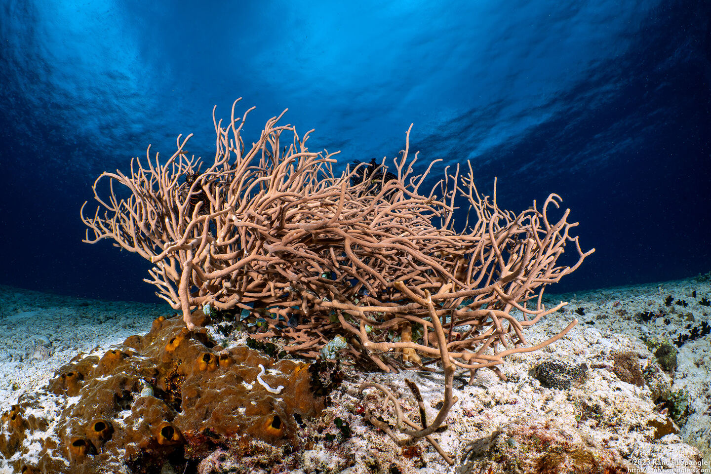 Haliclona koremella (Haliclona Koremella)