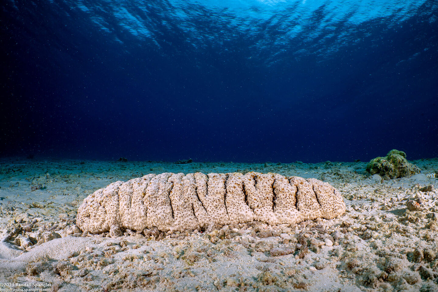 Holothuria fuscopunctata (Elephant Trunkfish)