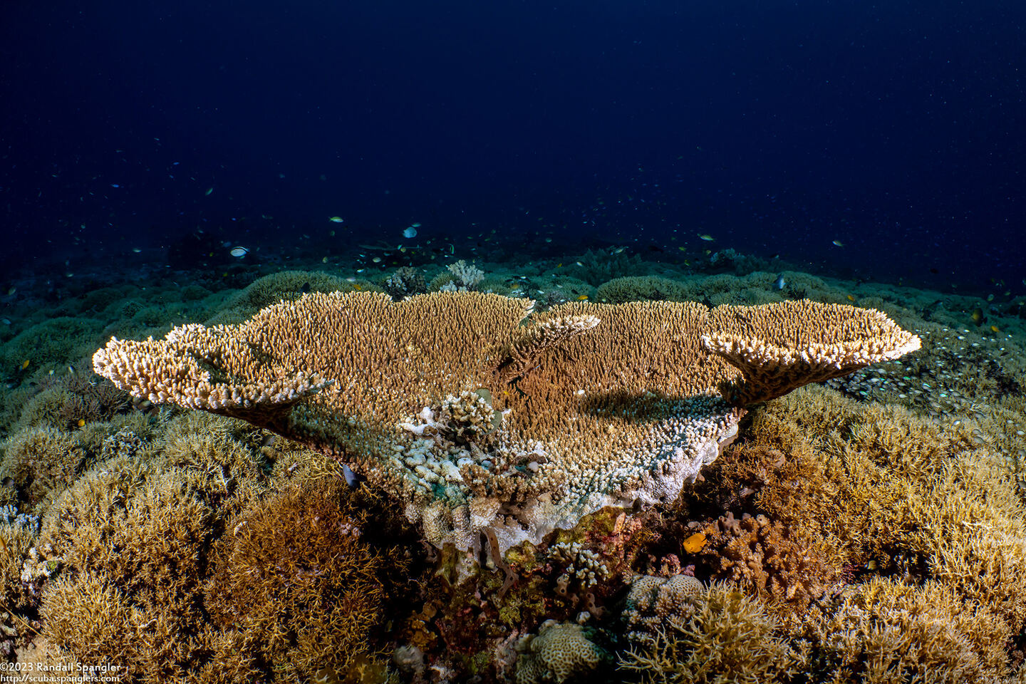 Acropora cytherea (Table Coral)