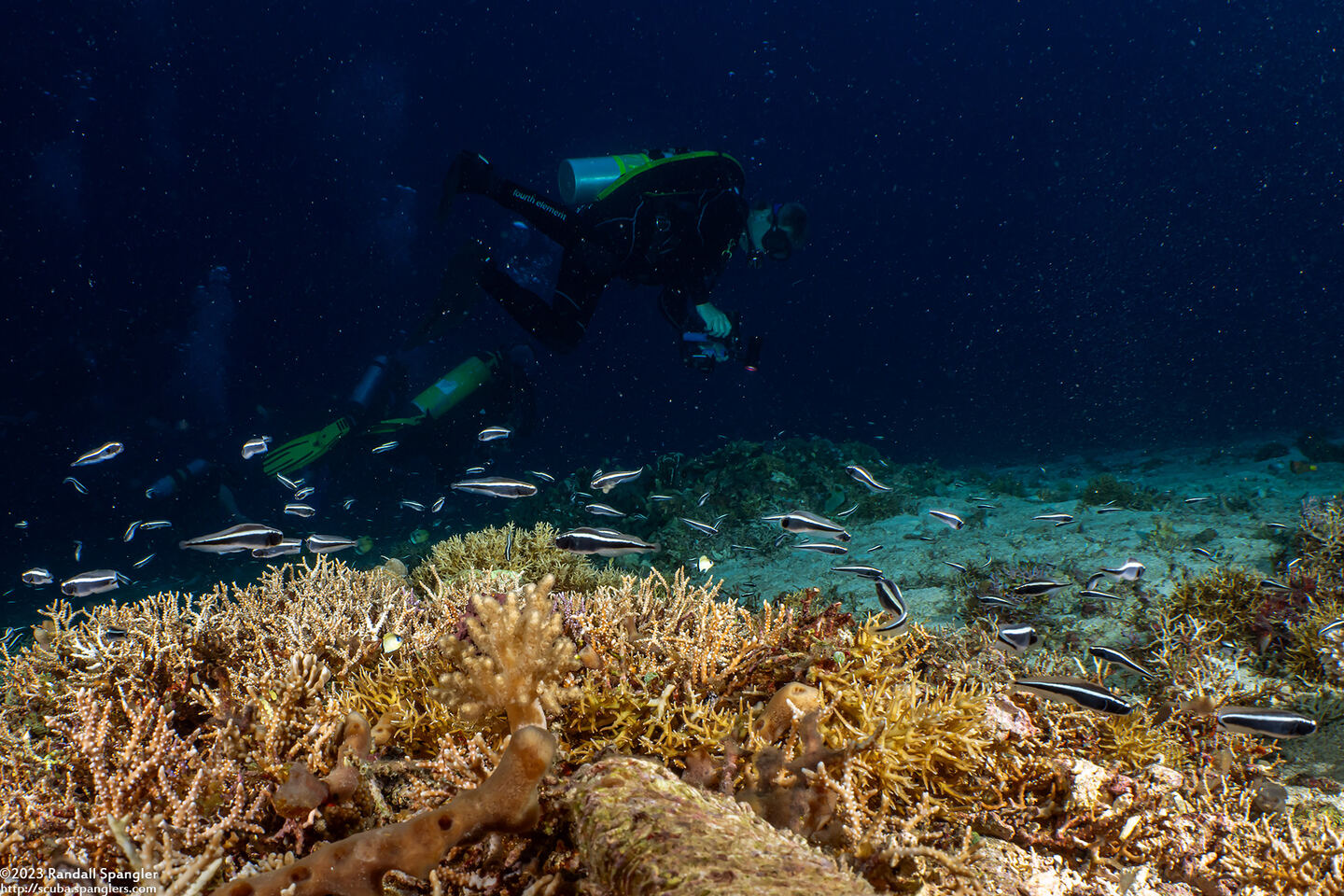 Pholidichthys leucotaenia (Convict Fish)