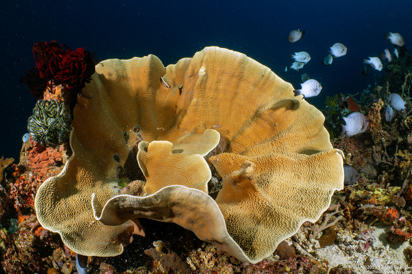 Turbinaria sp.1 (Turbinaria sp.1)