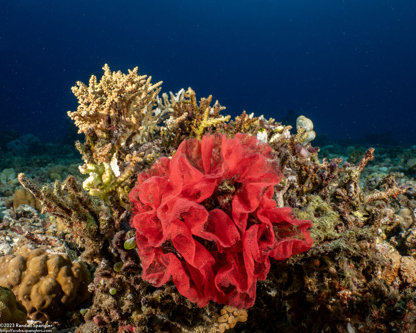 Hexabranchus lacer (Spanish Lace Dancer)