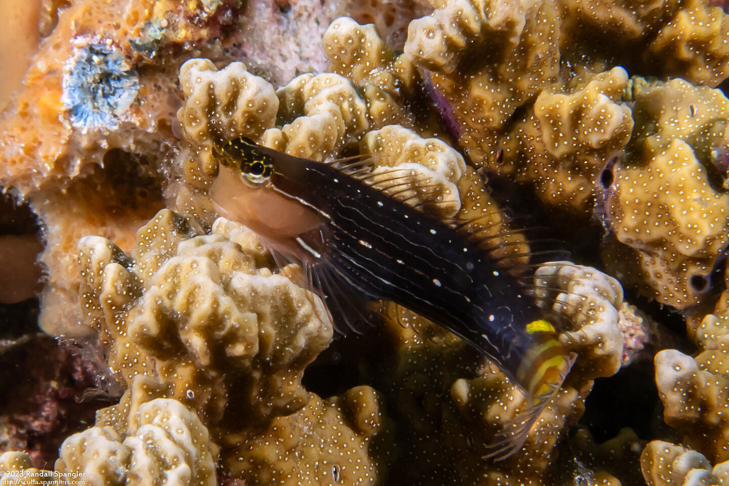 Ecsenius pictus (White-Lined Coralblenny)