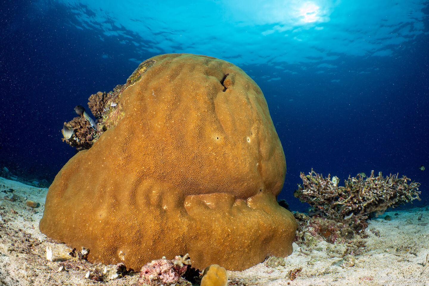 Diploastrea heliopora (Honeycomb Coral)