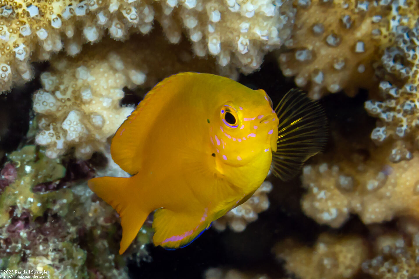 Pomacentrus moluccensis (Lemon Damsel)