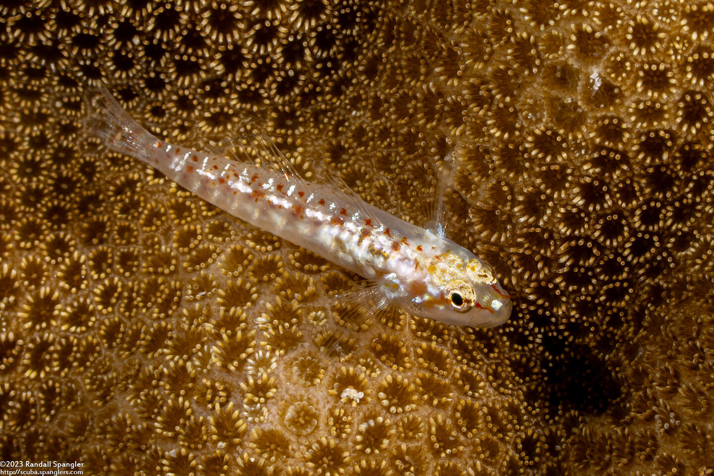 Eviota ancora (Hookcheek Dwarfgoby)