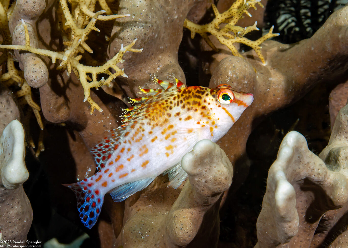 Cirrhitichthys falco (Dwarf Hawkfish)