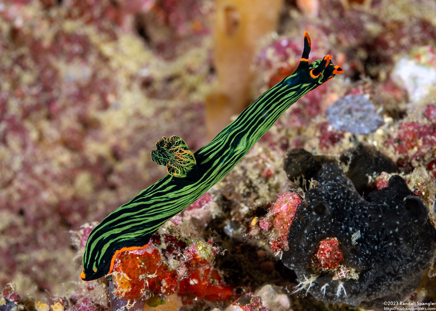 Nembrotha kubaryana (Kubaryana's Nembrotha)