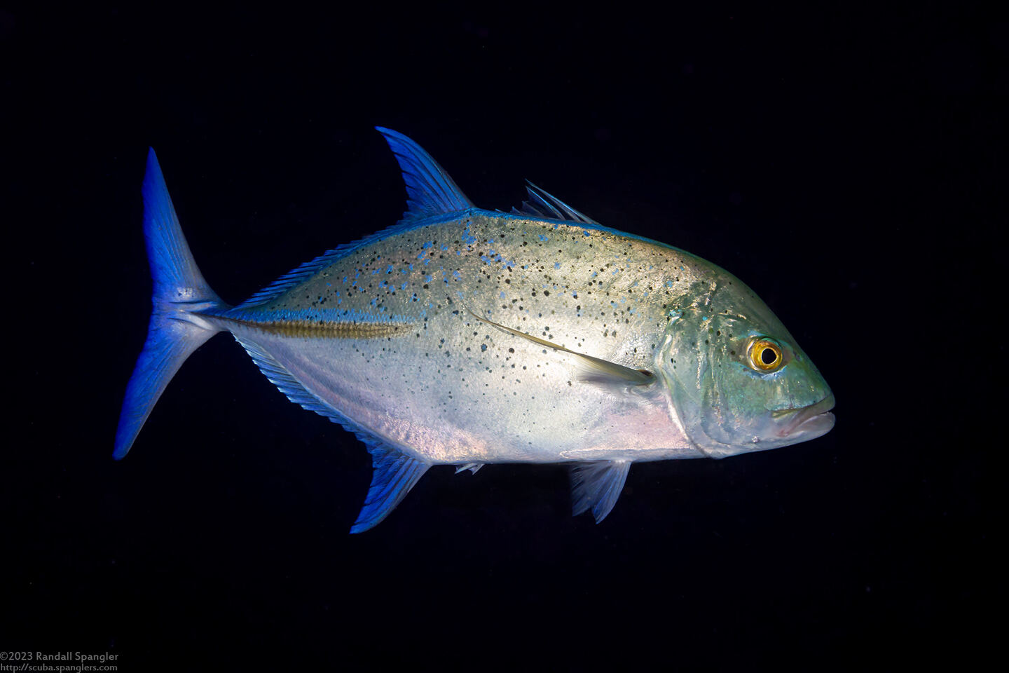Caranx melampygus (Bluefin Trevally)