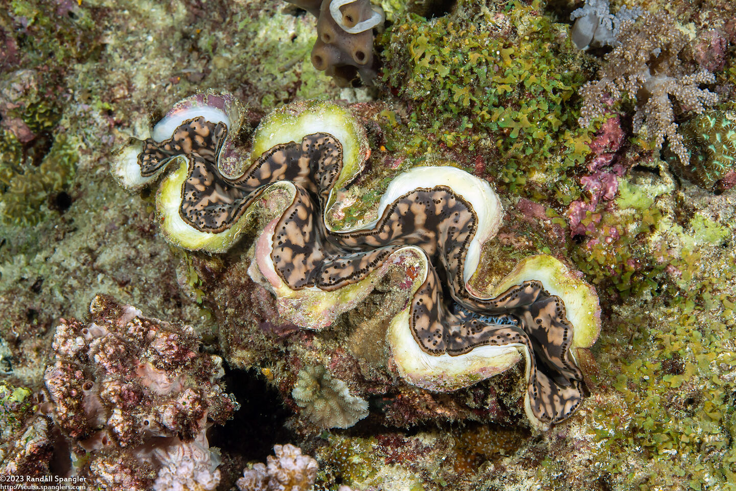 Tridacna crocea (Boring Giant Clam)