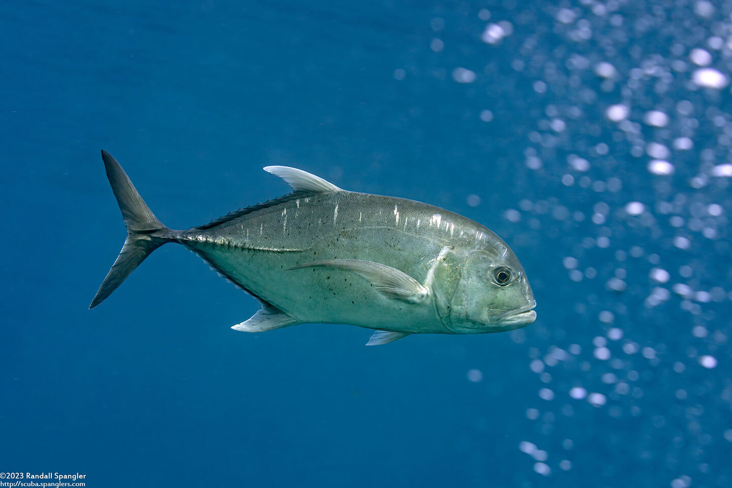 Caranx ignobilis (Giant Trevally)