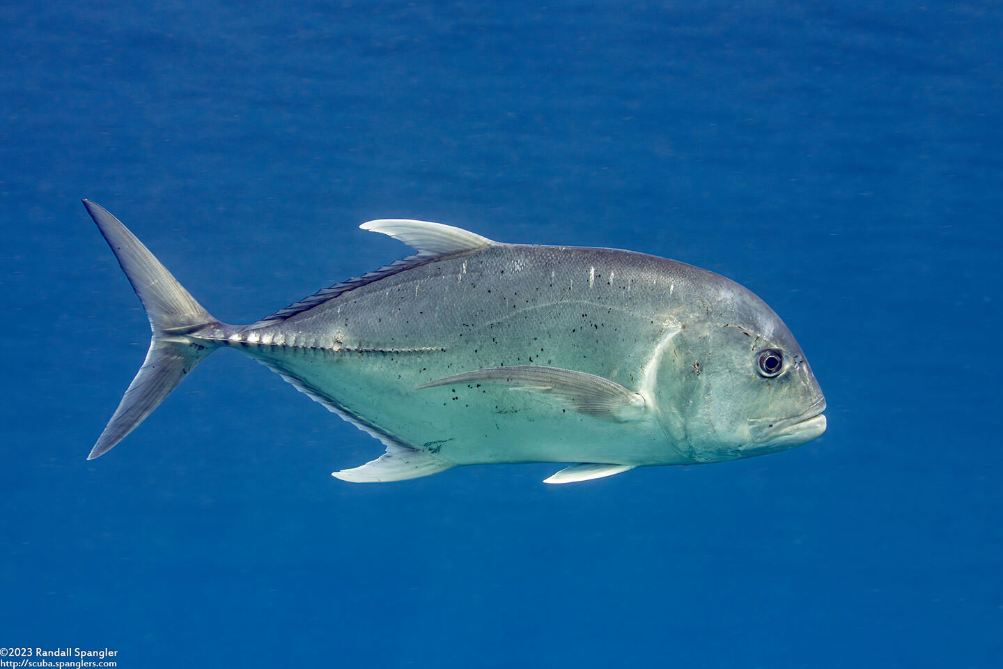 Caranx ignobilis (Giant Trevally)