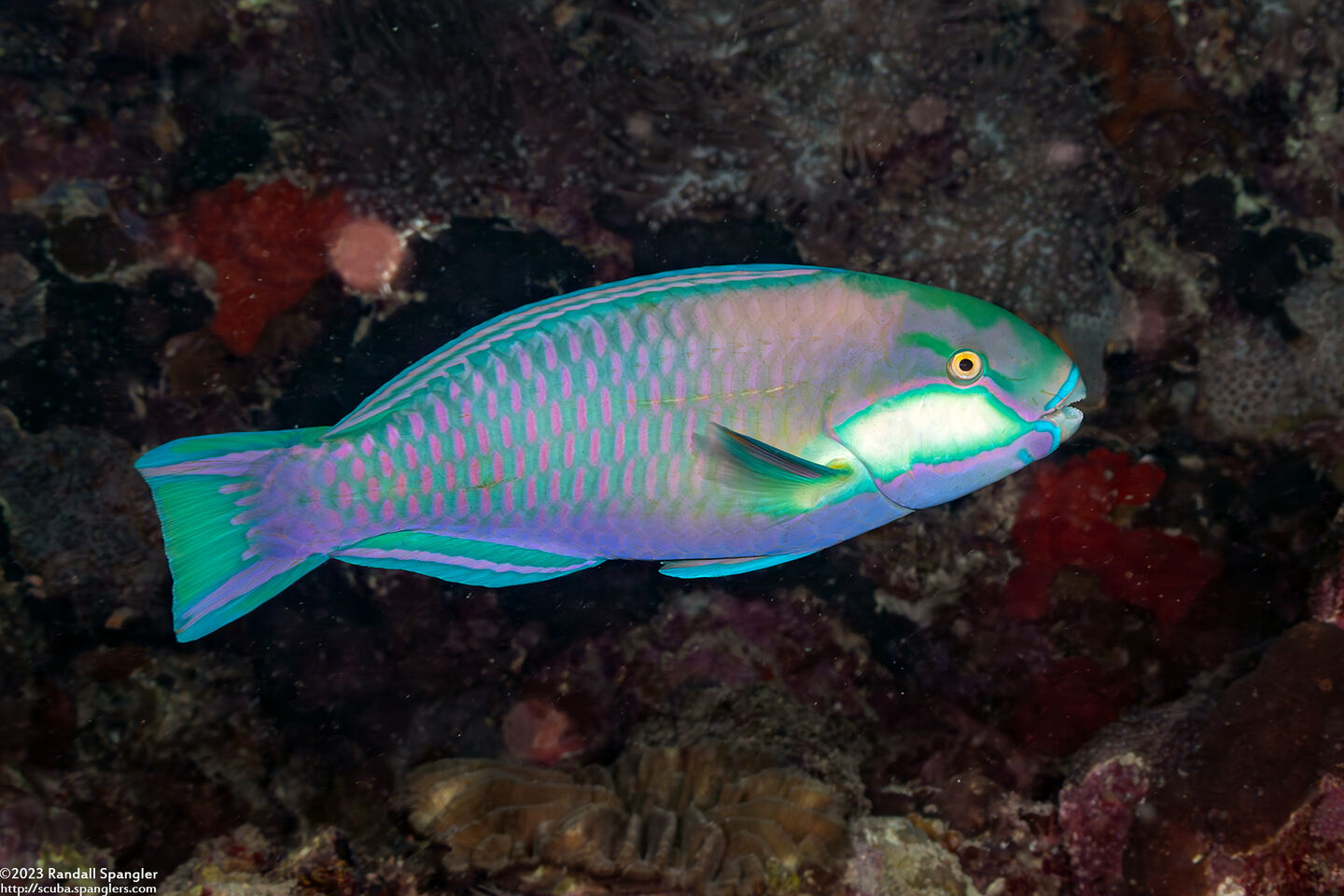 Chlorurus bleekeri (Bleeker's Parrotfish)