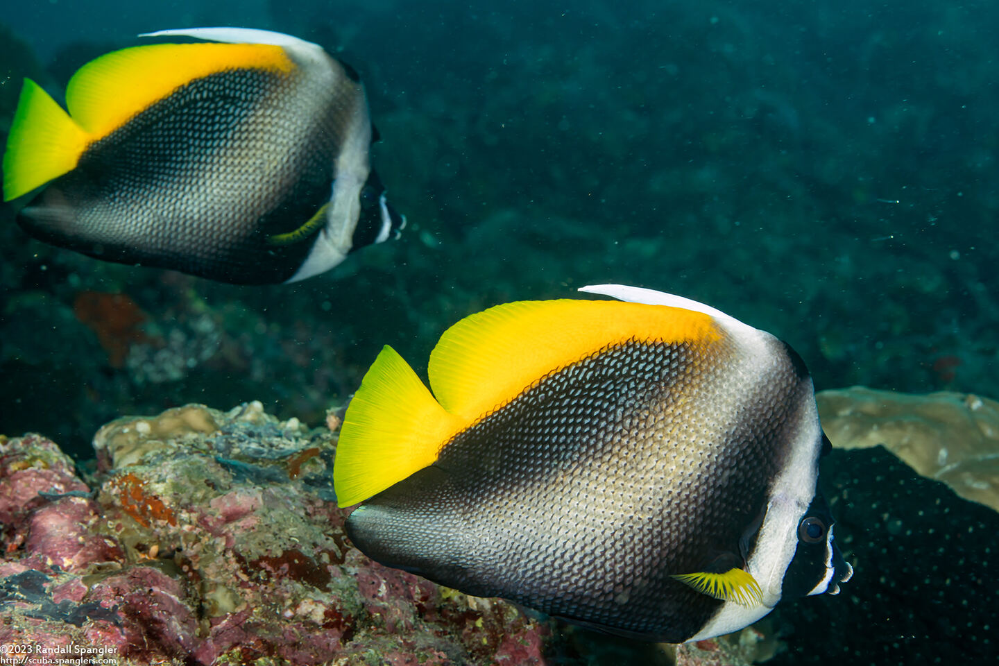 Heniochus singularius (Singular Bannerfish)