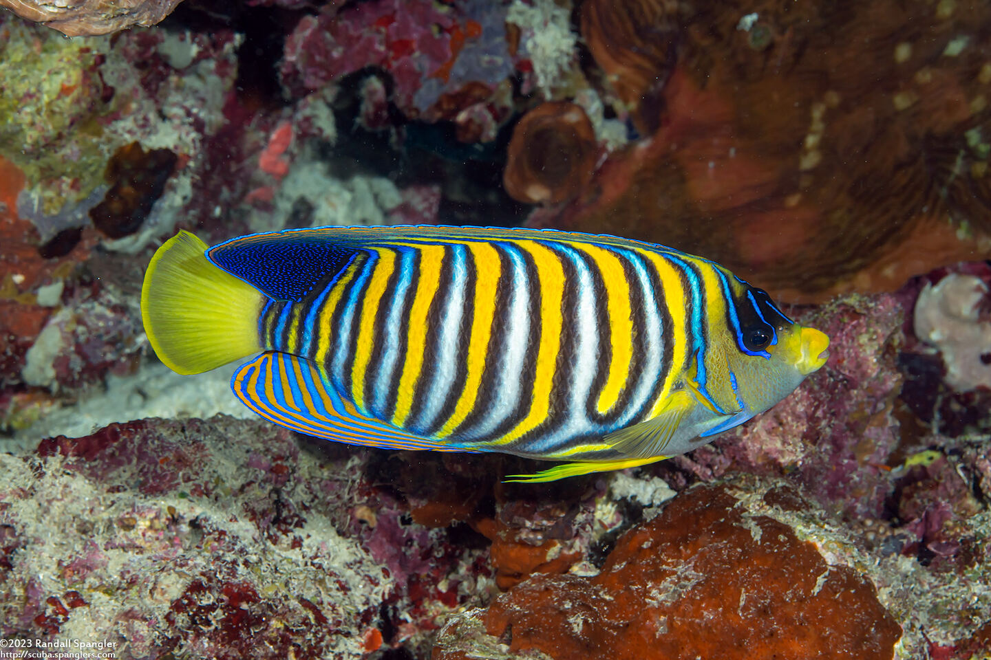 Pygoplites diacanthus (Regal Angelfish)