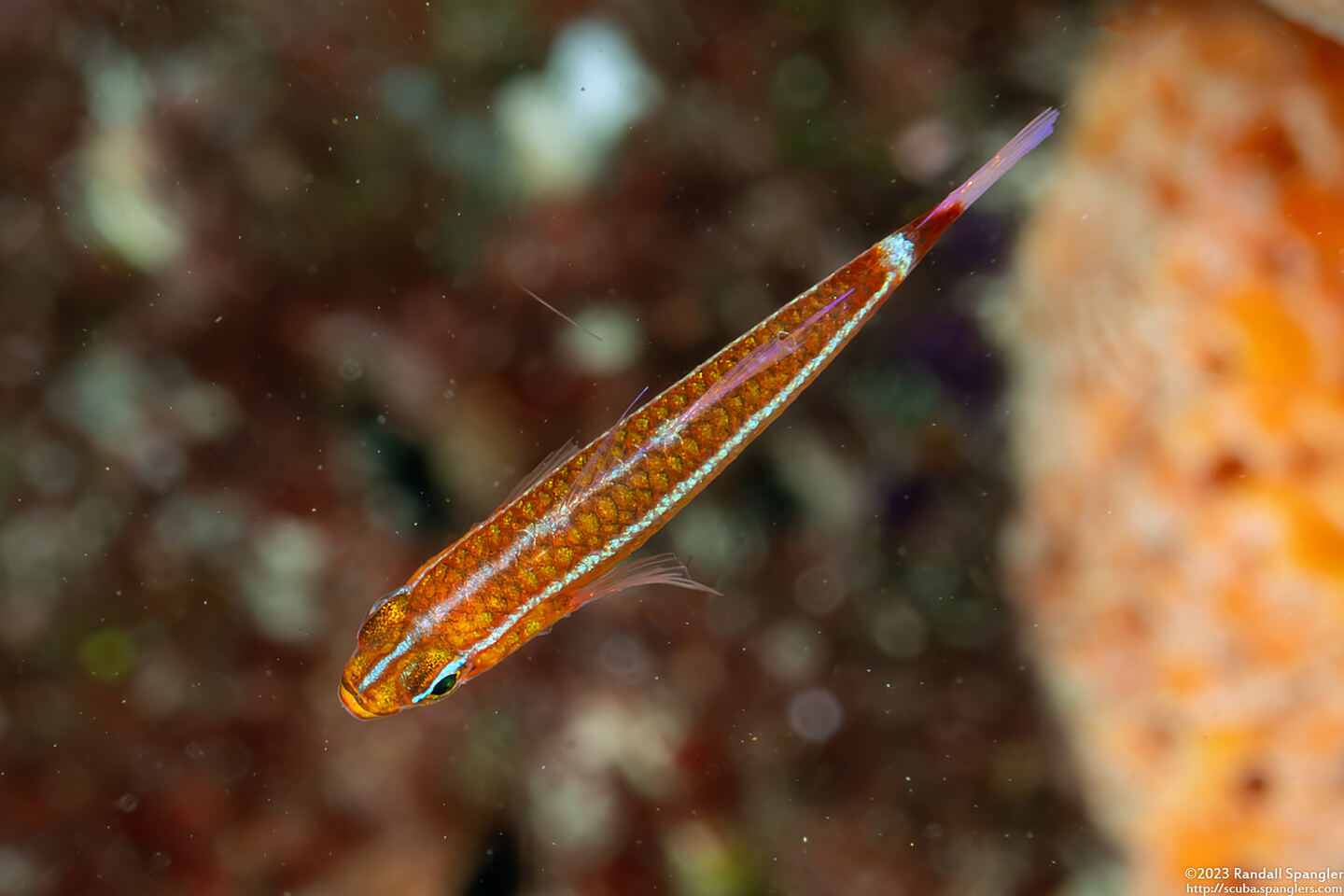 Trimma hollemani (Holleman's Goby)