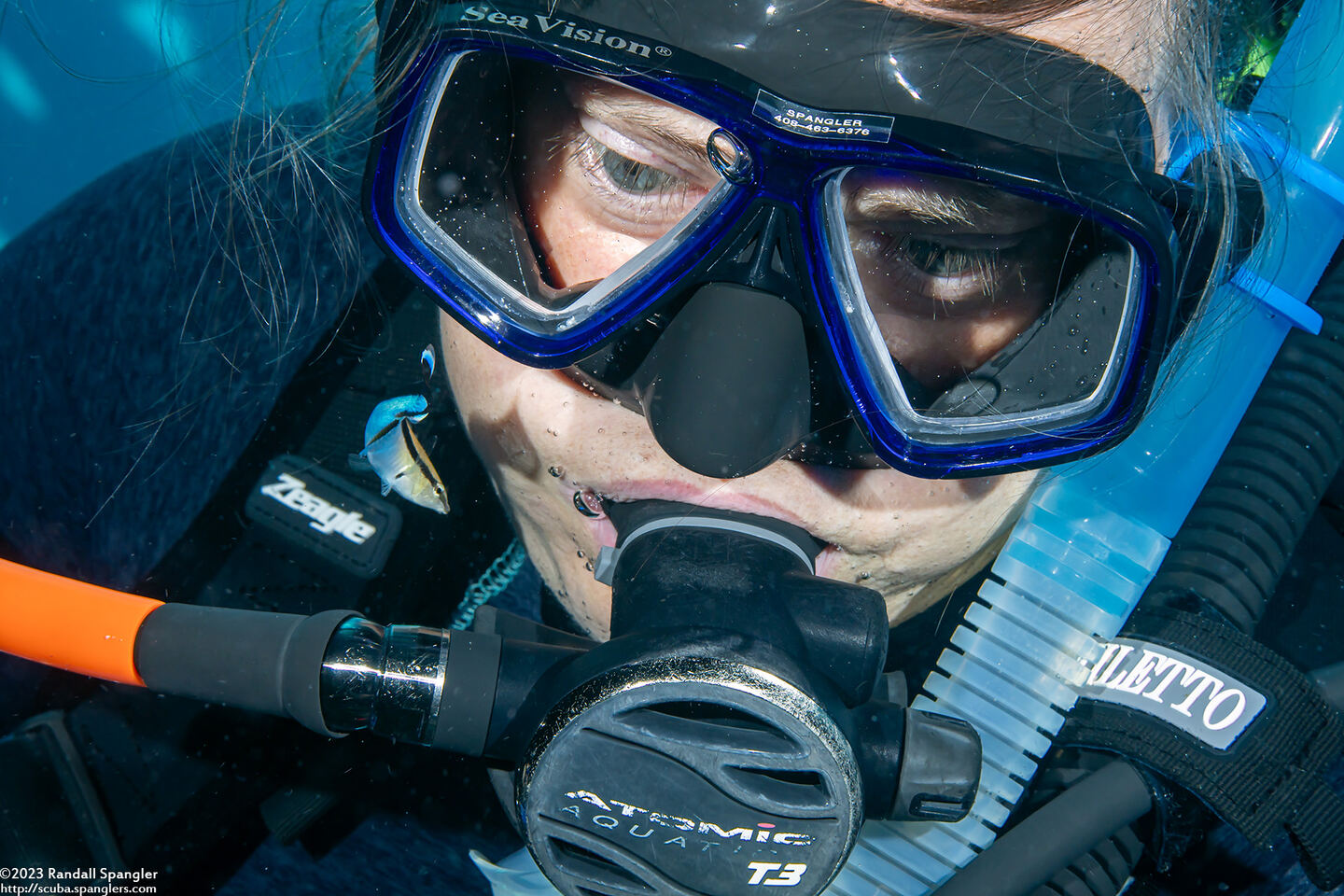 Labroides dimidiatus (Bluestreak Cleaner Wrasse); Wrasse after cleaning my wife's ear