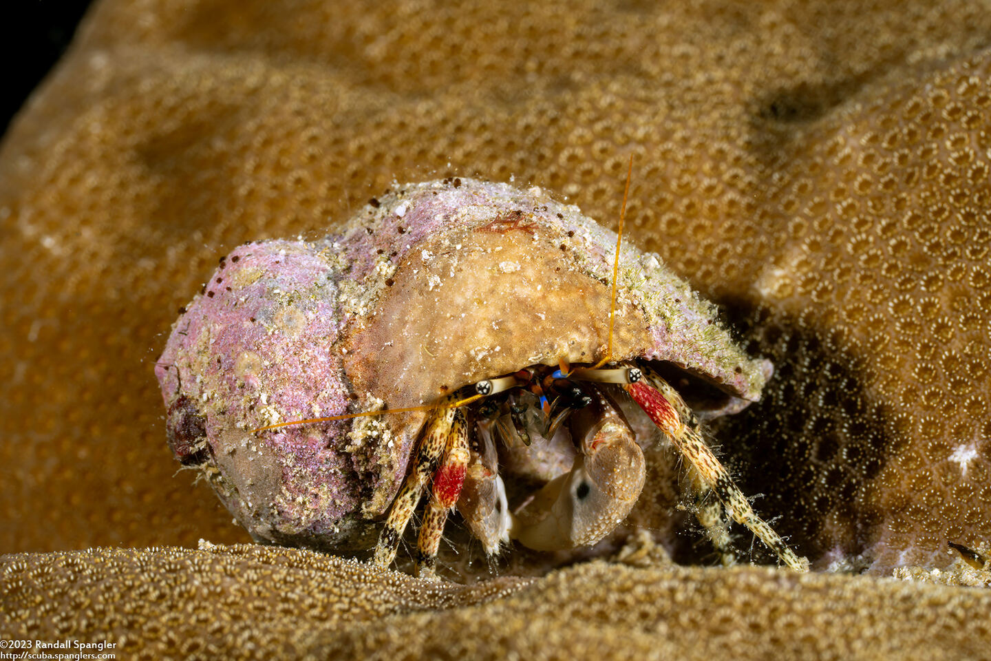 Calcinus pulcher (Beautiful Hermit Crab)