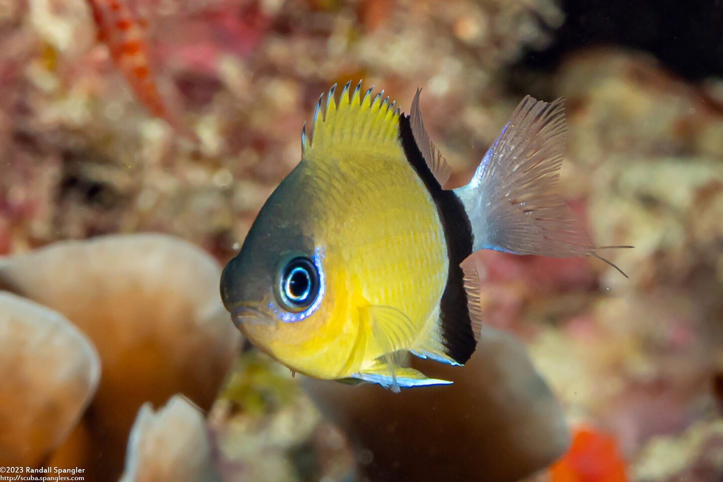 Chromis retrofasciata (Blackbar Chromis)