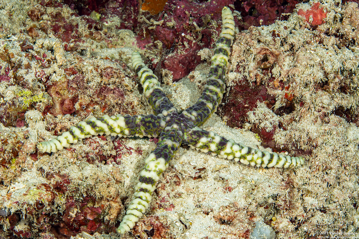 Echinaster callosus (Warty Sea Star)