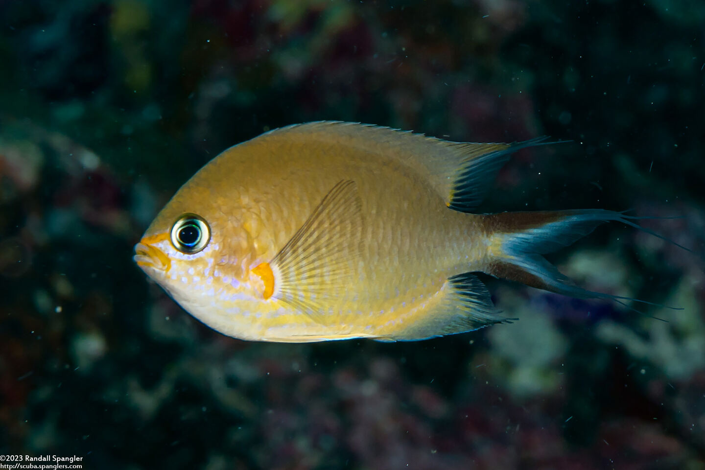 Chromis amboinensis (Ambon Chromis)
