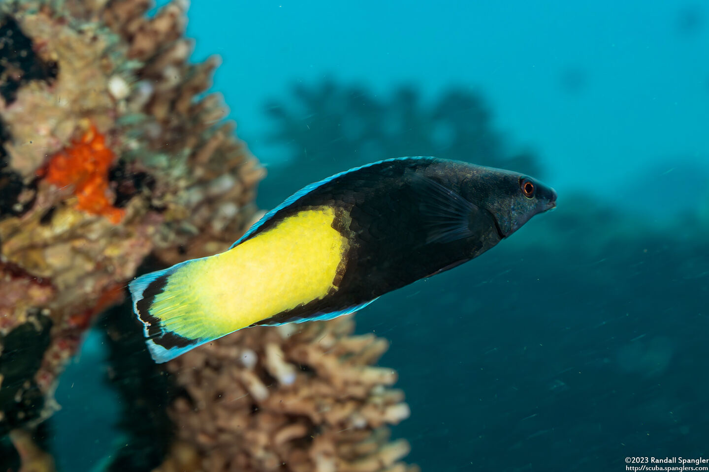 Labroides bicolor (Bicolor Cleaner Wrasse)