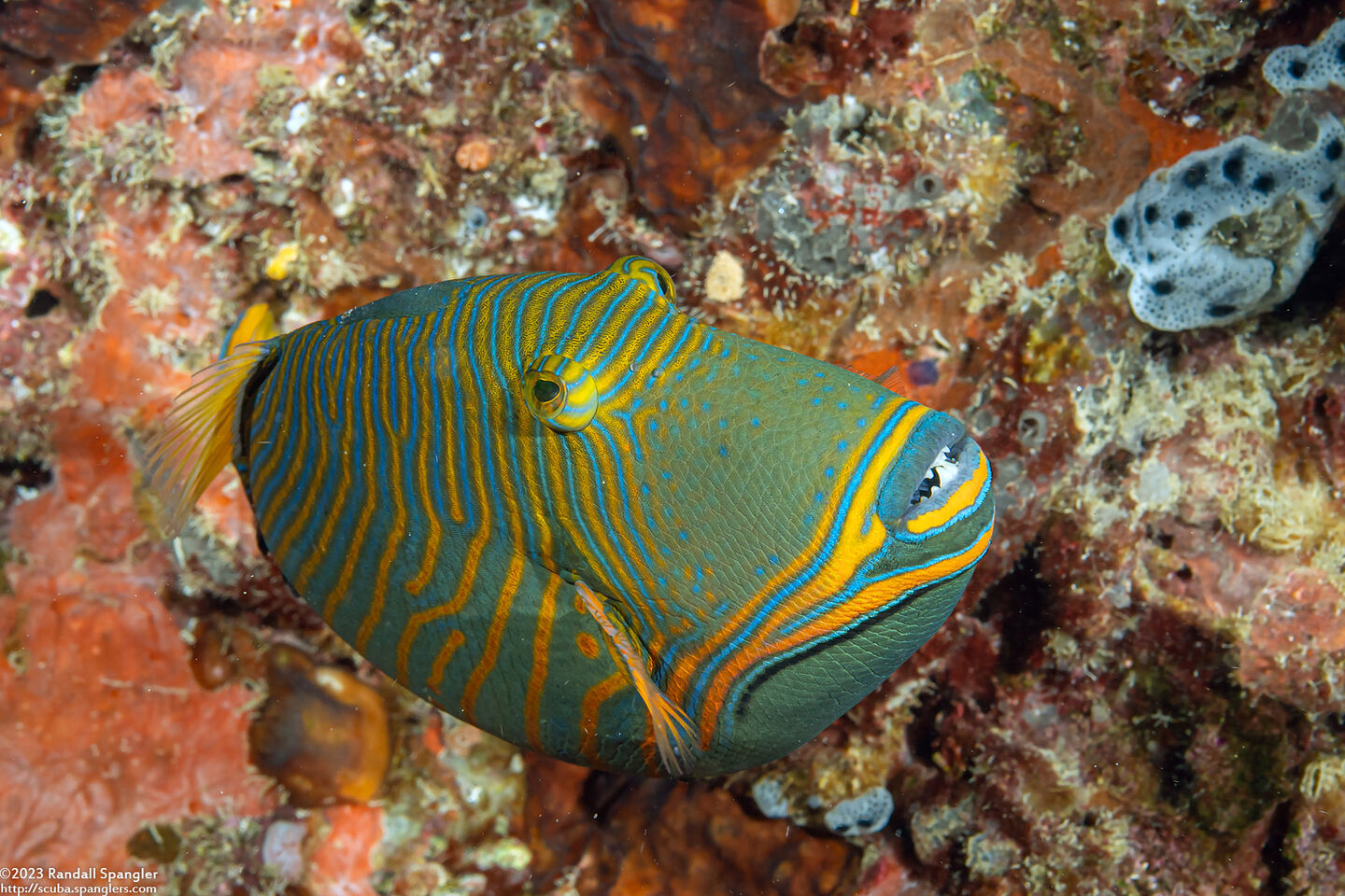 Balistapus undulatus (Orange-Lined Triggerfish)