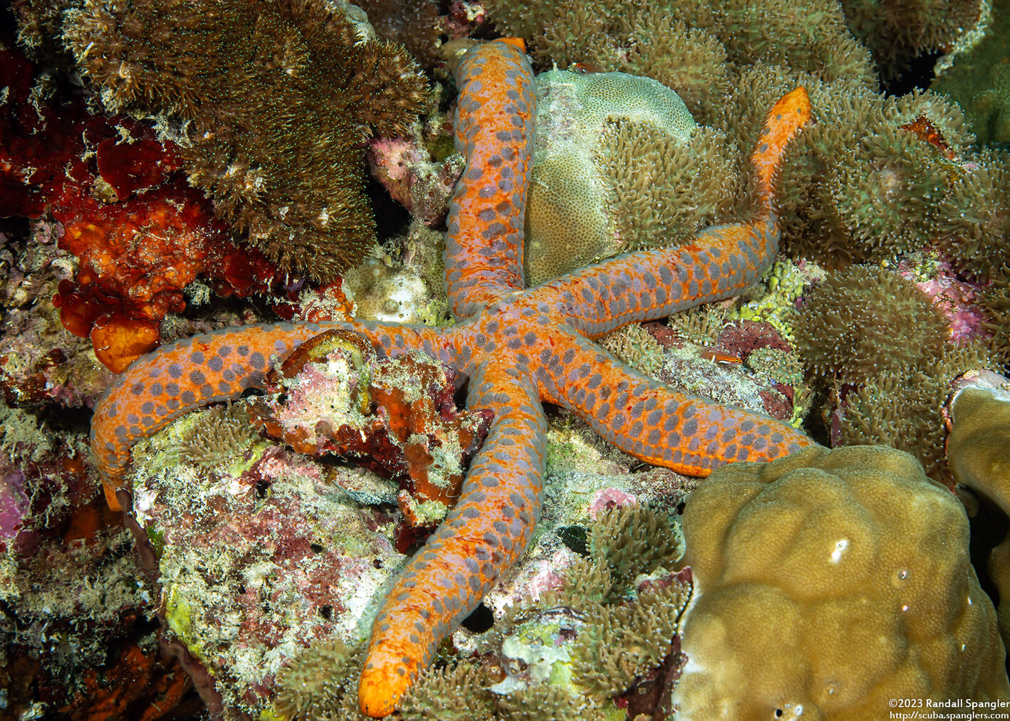 Linckia laevigata (Blue Sea Star)