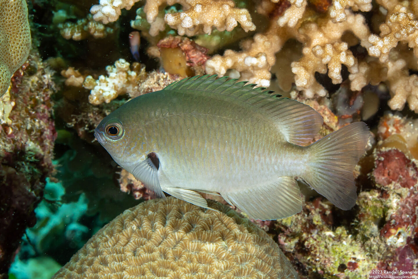 Pomacentrus alexanderae (Alexander's Damselfish)