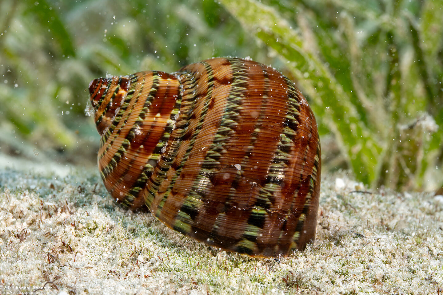 Turbo petholatus (Tapestry Turban)