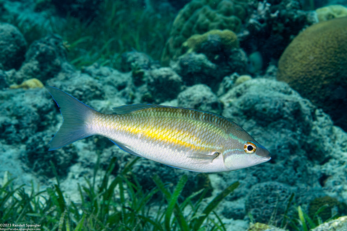Pentapodus trivittatus (Three-Striped Whiptail)